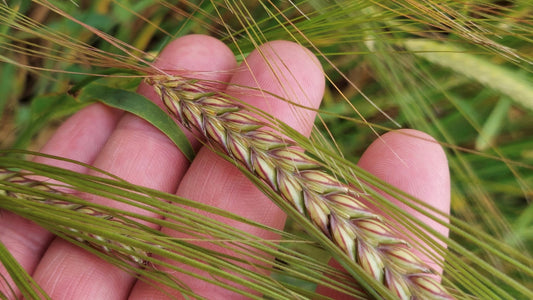 Barley to Beer