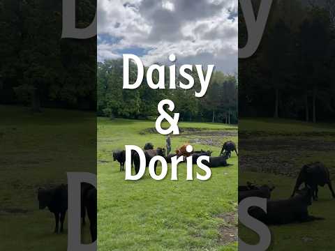Daisy & Doris, 5% Saison Beer - Cans Thornbridge